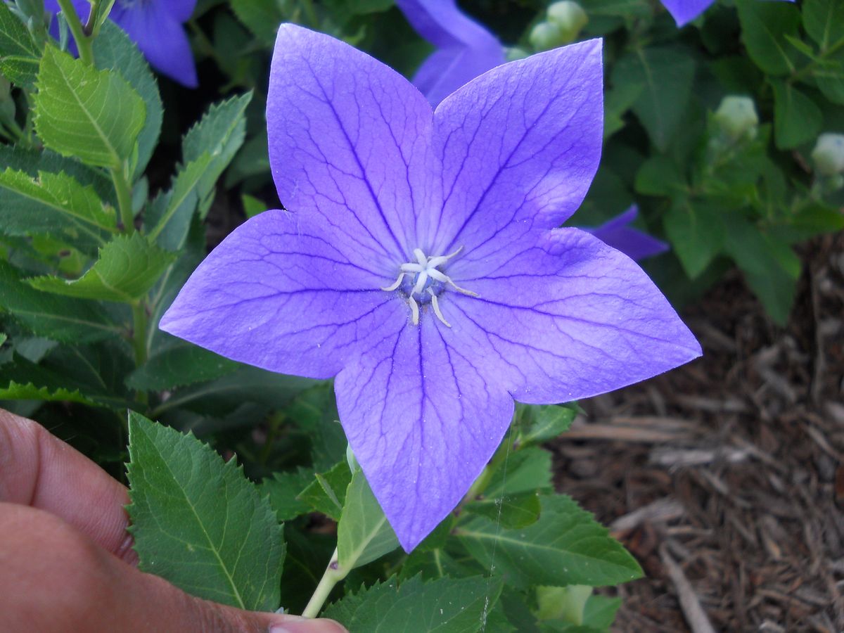 Platycodon eFlora of India